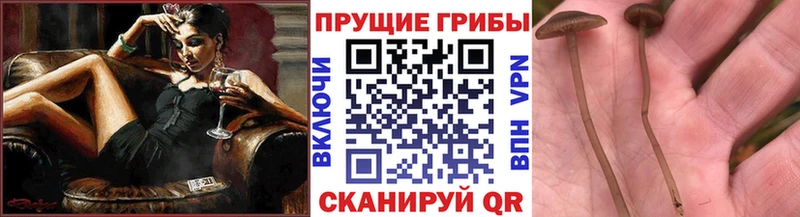 Псилоцибиновые грибы GOLDEN TEACHER  Усть-Кут 